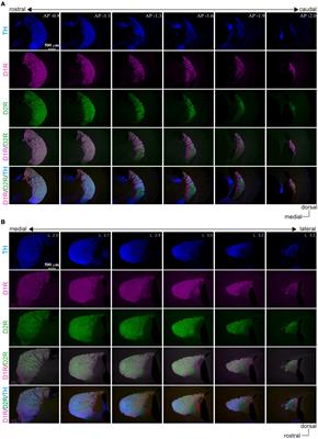 Conservation of the Direct and Indirect Pathway Dichotomy in Mouse Caudal Striatum With Uneven Distribution of Dopamine Receptor D1- and D2-Expressing Neurons